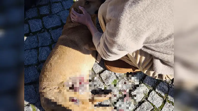 Bodrum'da sürücü yerdeki köpeği ezdi