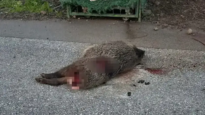 Bodrum'da yol ortasında silahla vurulmuş domuz