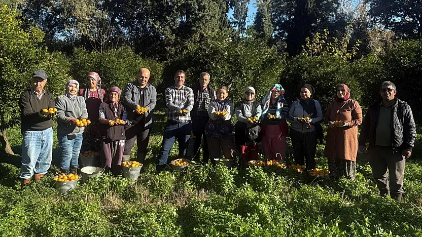 Bodrum mandalinası bahçede 15-20, manavlarda 100 liradan satılıyor
