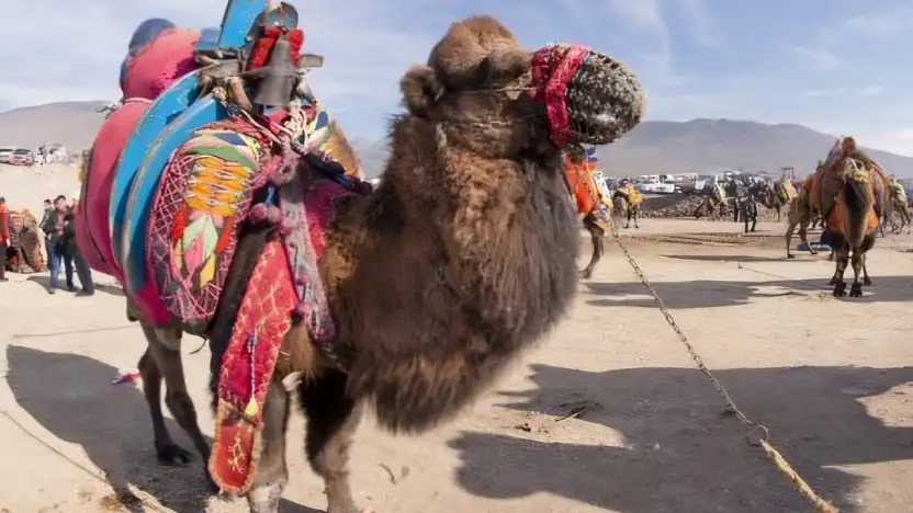 Deve güreşleri iptal edildi