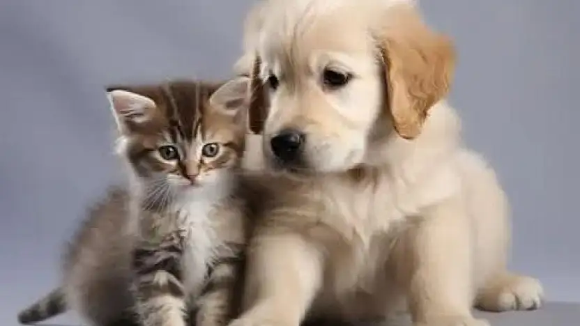 Evcil dostlara mikroçip zorunluluğu