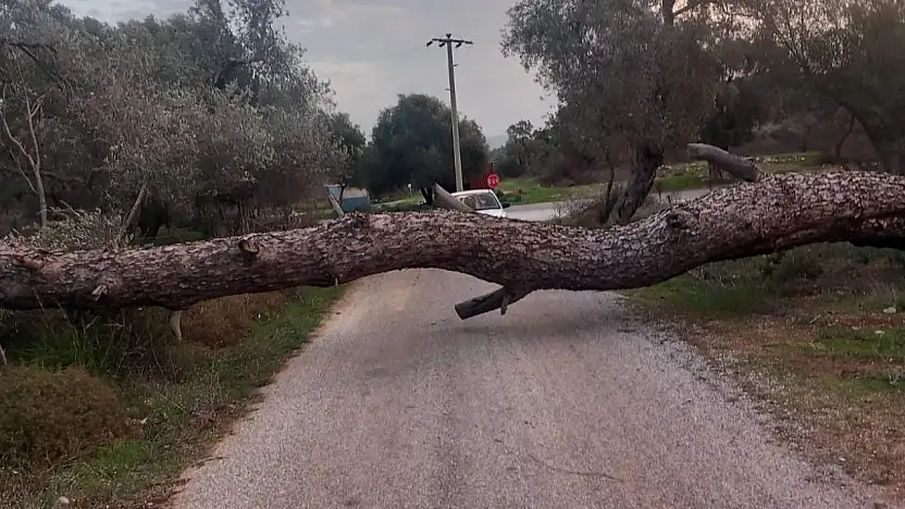 Fırtına Bodrum'da etkili oldu ağaçlar yola devrildi