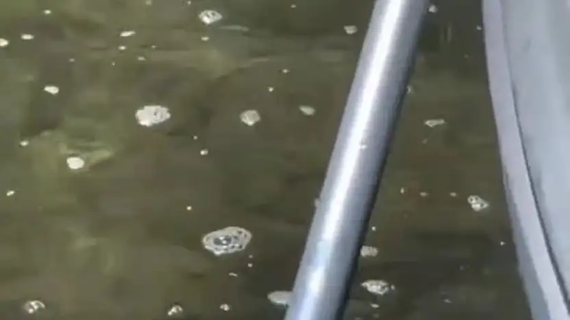 Gölköy Sahiline Sintine Kirliliği! Melek Baykal Tepki gösterdi