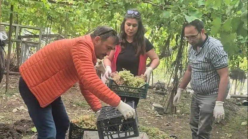 Hasat öncesi denetimlerde yasaklı maddeye geçit yok