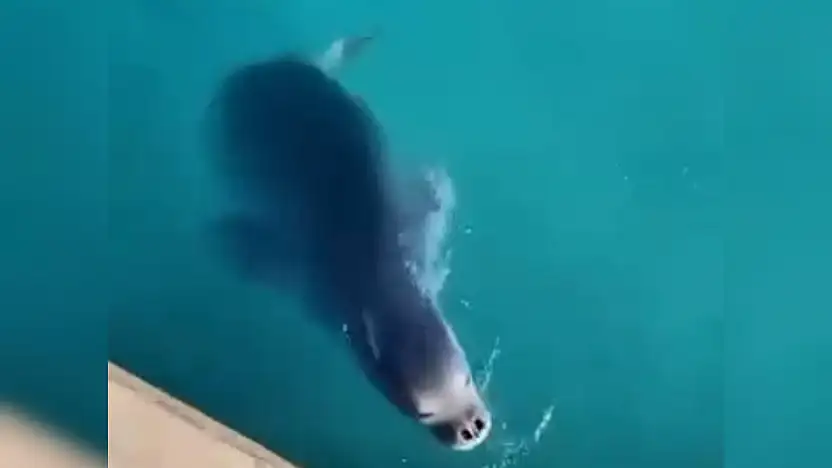 İskelenin neşeli misafirleri