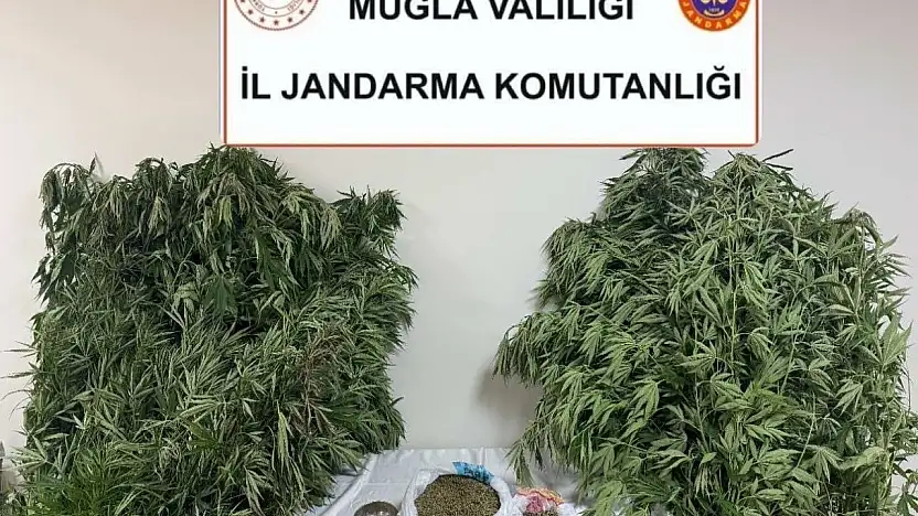 Karabağlar yaylası'nda uyuşturucu operasyonu: 1 gözaltı