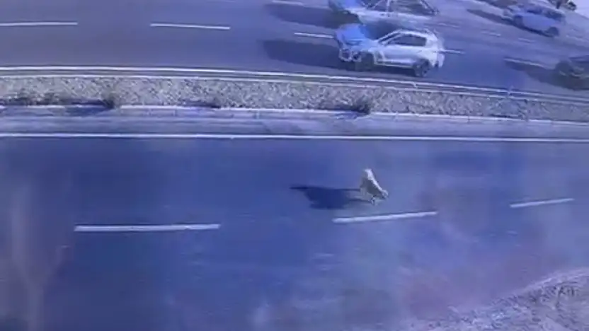 Karşıya Geçmeye Çalışan Köpek Hayatını Kaybetti!