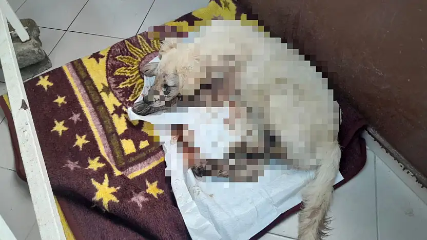 Köpeği vuran kişi gözaltına alındı