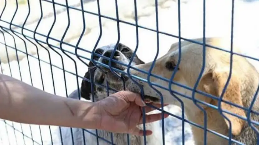 Köpeklerimizi vermiyoruz, aldıklarınızı sağ salim geri istiyoruz, verdiğiniz sözleri tutun!