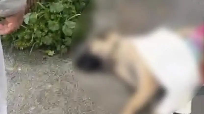 Masum canlar hayatını kaybetti