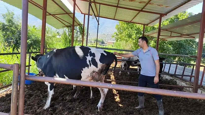 Milas'ta şap hastalığı: 11 mahallede karantina kararı alındı