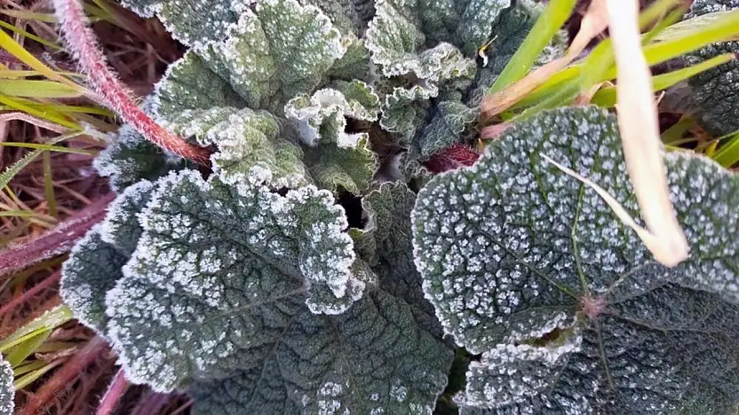 Muğla'nın sahil kesimlerine zirai don uyarısı