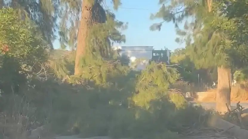 Ortakent'te devrilen ağaç yolu kapattı, vatandaşlar mağdur oldu