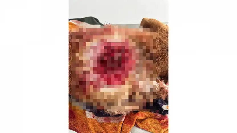 Yalıkavak'ta canilik köpek av tüfeğiyle vuruldu