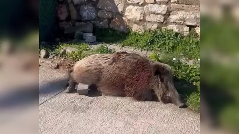 Yaralı yaban domuzu yaşamını yitirdi