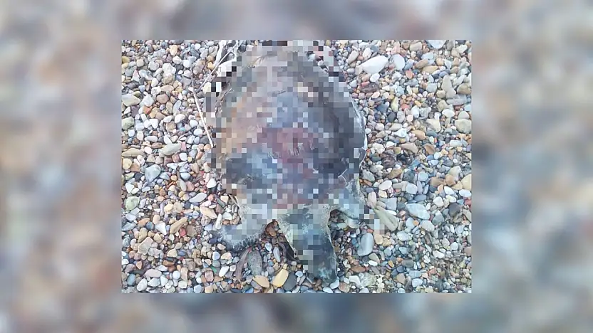 Yavru caretta caretta kıyıya vurdu