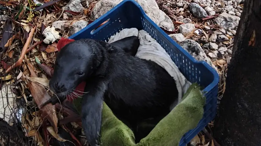 Yavru foka balıkçı şefkati