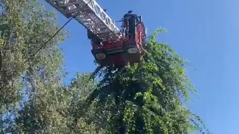 Yavru kedi bu şekilde kurtarıldı!