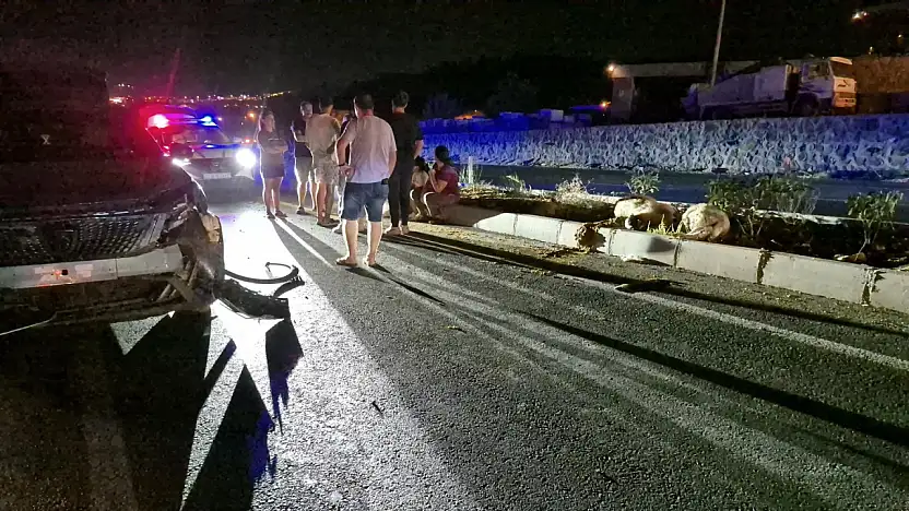 Yolda yaşanan kazada hayvanlar telef oldu !