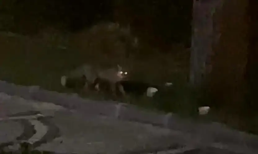 Aç kalan tilki sokağa indi