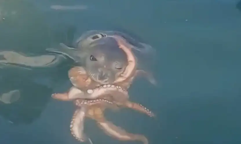 Akdeniz fokunun ahtapot avı kameralara yansıdı