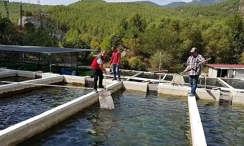 Alabalık hastalık riskleri haritalandı