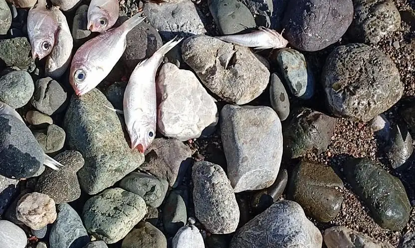 Balık ölümleri tedirgin etti