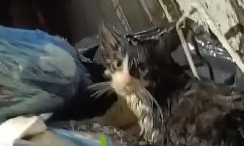 Belediye personelinin dikkati kediyi kurtardı