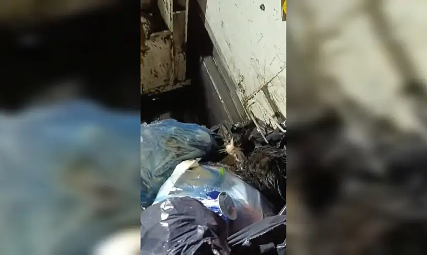 Belediye personelinin dikkati kediyi kurtardı