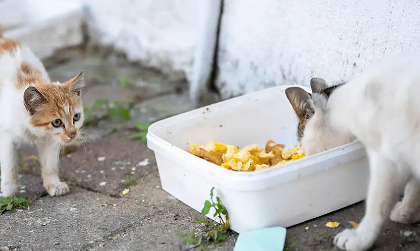 Bir mahallede çok sayıda hayvan ölümü korkutan iddialar