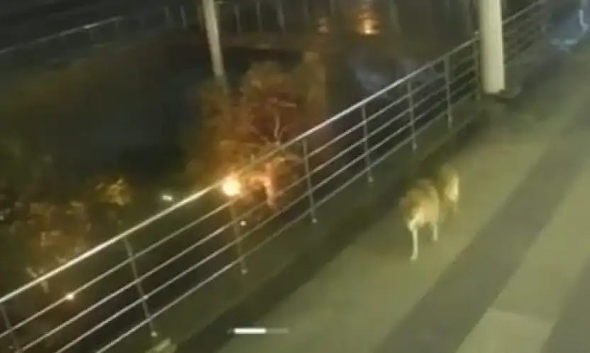 Bodrum'da kurt görüntüsü endişe yarattı