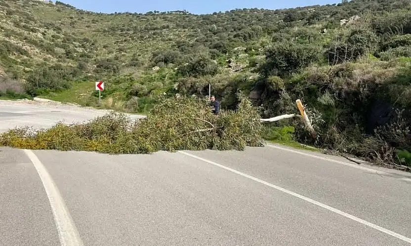 Bodrum'da kuvvetli fırtına ağaçları devirdi