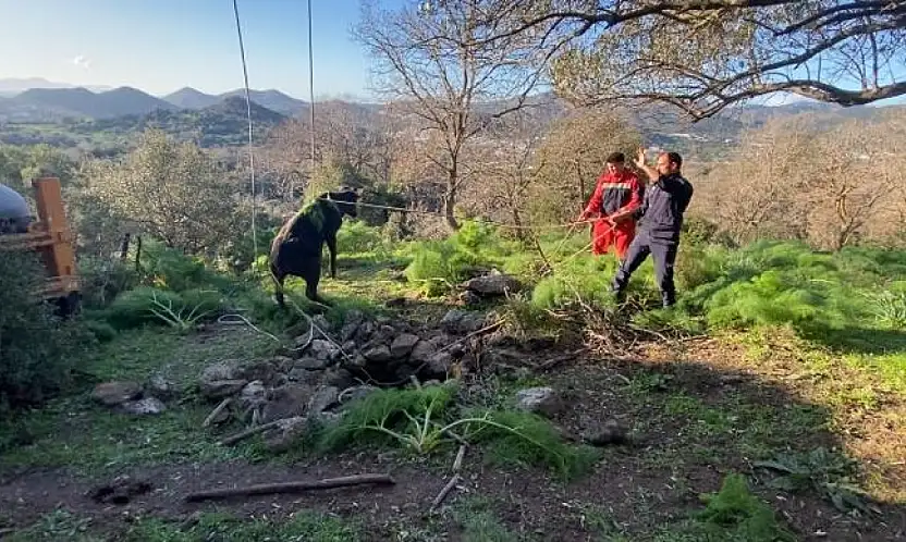 Bodrum'da kuyuya düşen buzağı kurtarıldı