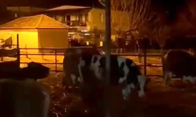 Bodrum'da sağanak yağış besi çiftliğini vurdu