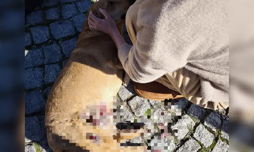 Bodrum'da sürücü yerdeki köpeği ezdi