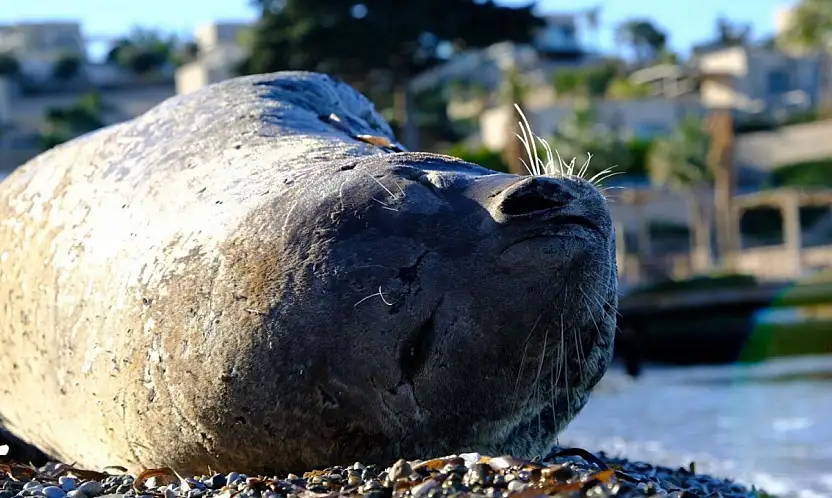 Bodrum kıyısında Akdeniz foku görüntülendi