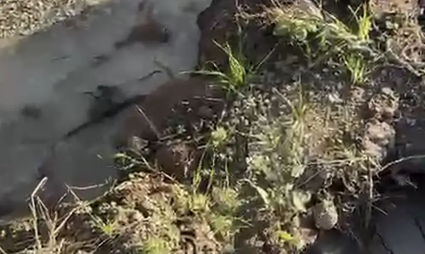 Bodrum'un çocuğu Bodrum'u unuttu