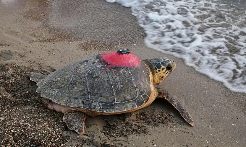 Caretta caretta 'Tuba', 5 ayda 10 bin kilometre katetti