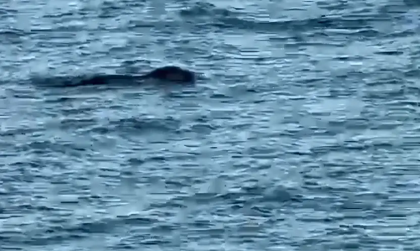 Denizde fok balıkları görüntülendi