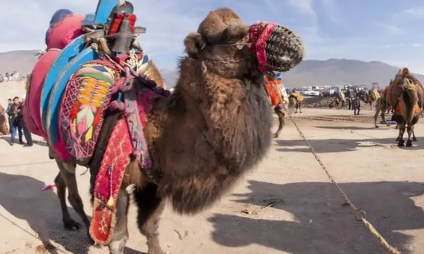 Deve güreşleri iptal edildi