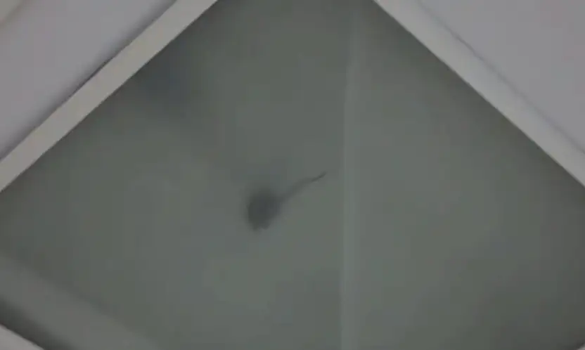 Devlet Hastanesinin ameliyathanesinde fare ve sinek alarmı