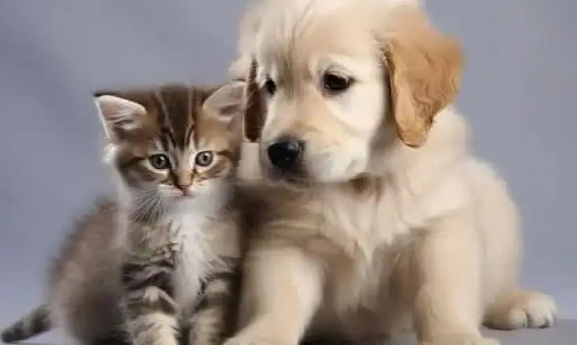 Evcil dostlara mikroçip zorunluluğu