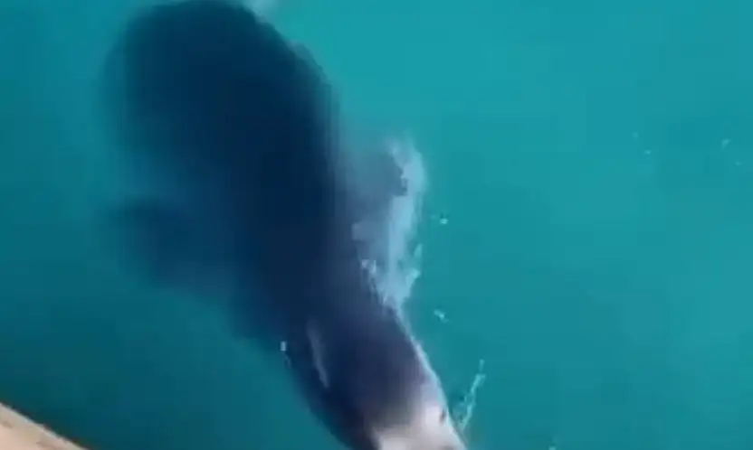 İskelenin neşeli misafirleri