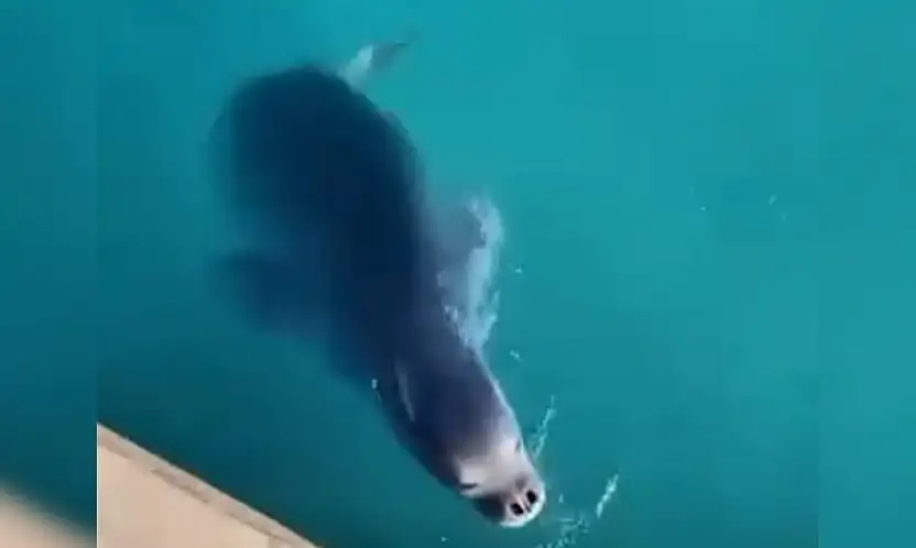 İskelenin neşeli misafirleri