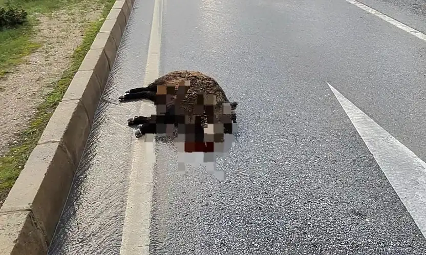 Kazada yaban domuzu telef oldu