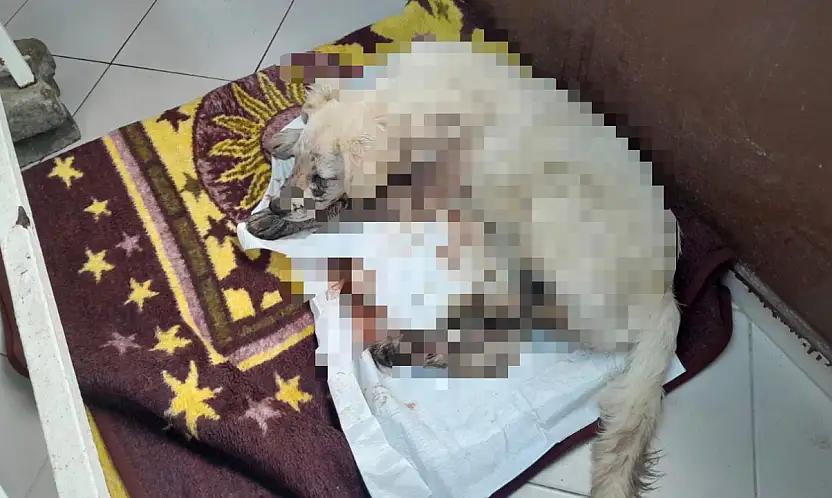 Köpeği vuran kişi gözaltına alındı