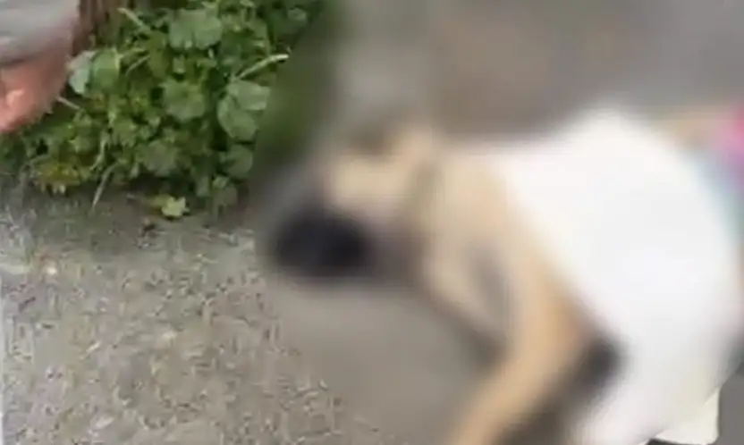 Masum canlar hayatını kaybetti