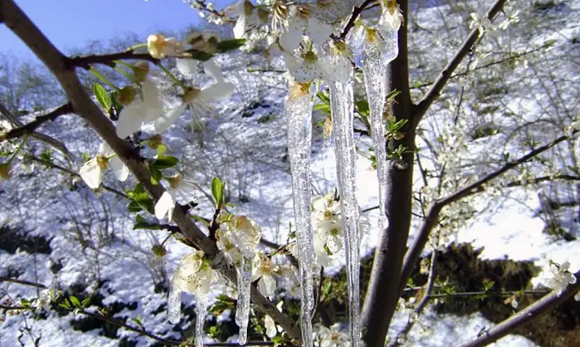 Meteoroloji'den Muğla ve çevresi İçin don uyarısı