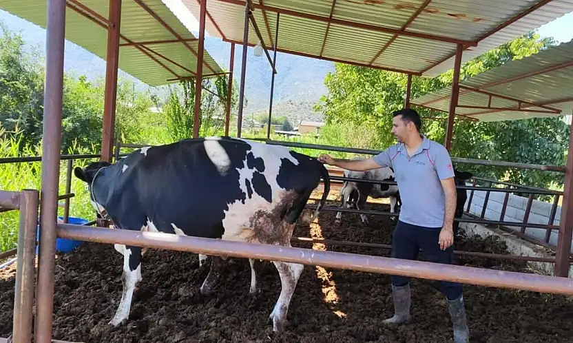 Milas'ta şap hatası: 11 mahallede karantina kararı alındı