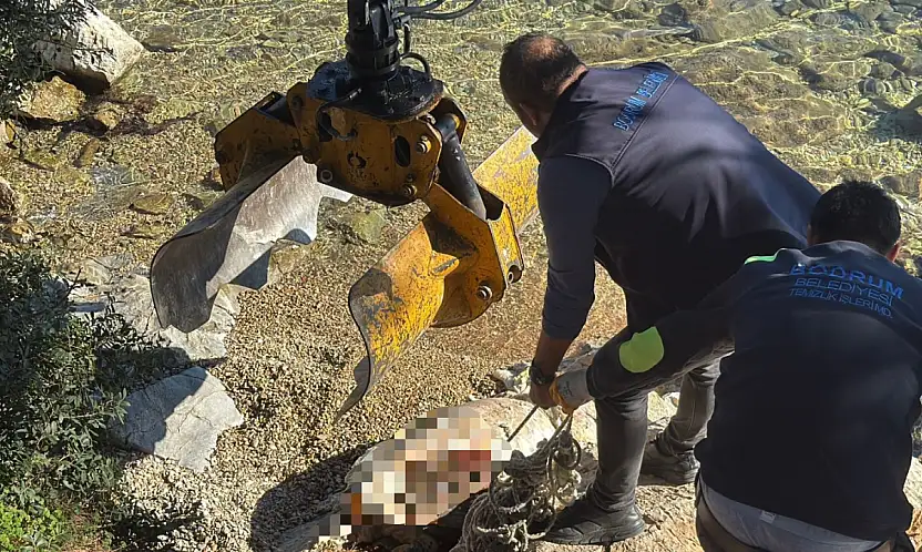 Sahile vuran caretta caretta vinçle kaldırıldı